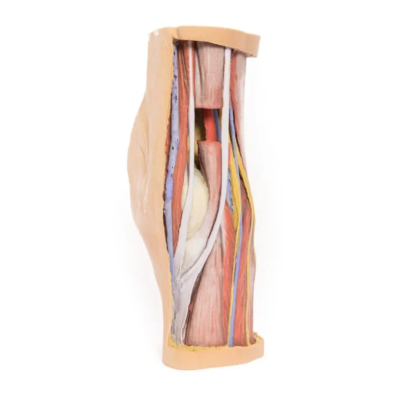 3D Printed Popliteal Fossa Model
