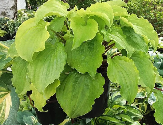 Valley's Lemon Squash Hosta